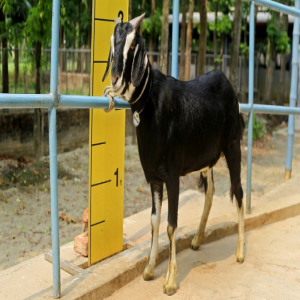 Goat wether (খাসি)